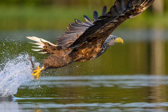 Fischender Seeadler auf dem Schaalsee. Foto: Volker Bohlmann