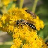 Foto: Wildbienen sind oft hoch spezialisiert und auf ganz bestimmte Pflanzenarten und Lebensräume angewiesen. Fotoautor: Frank Hermann