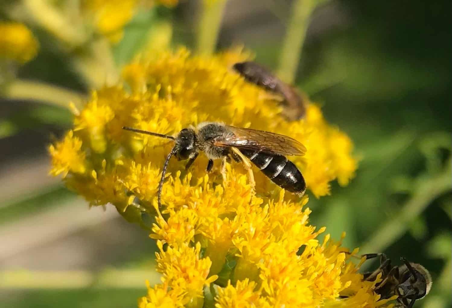 Foto: Wildbienen sind oft hoch spezialisiert und auf ganz bestimmte Pflanzenarten und Lebensräume angewiesen. Fotoautor: Frank Hermann