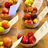 Foto: Apfelsortenausstellung von Jens Meyer. Fotoautor: Frank Hermann