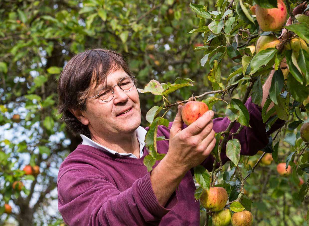 Foto: Jochen Schwarz erntet Äpfel aus seine Streuobswiese. Fotoautor: Dirk Eisermann